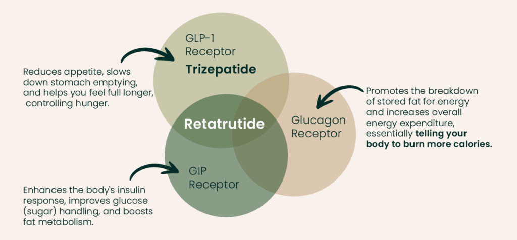 Retarutide is a triple agonist, meaning it works on three receptors instead of one: • GLP-1 to help control hunger • GIP to improve insulin response and fat metabolism • Glucagon to increase energy expenditure and help your body burn more calories