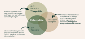 Retarutide is a triple agonist, meaning it works on three receptors instead of one: • GLP-1 to help control hunger • GIP to improve insulin response and fat metabolism • Glucagon to increase energy expenditure and help your body burn more calories